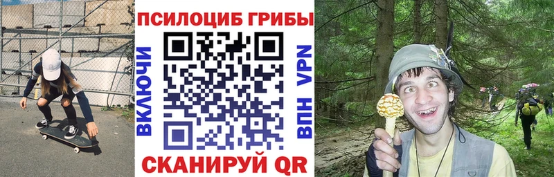 Псилоцибиновые грибы Psilocybe  Великий Устюг 